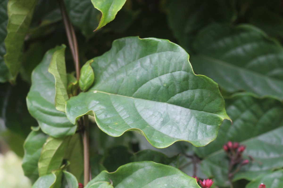 Clerodendrum splendens G.Don